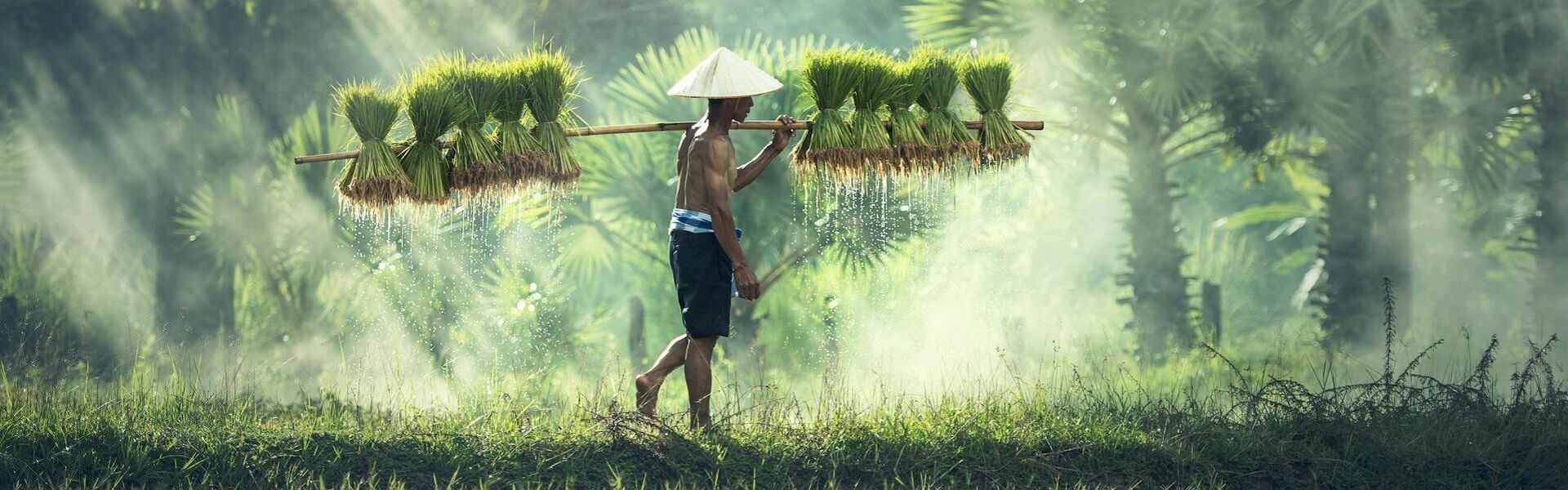 Tranquil Muang Sing countryside at dawn for a Muang Sing Tours banner by Legend Travel Group.